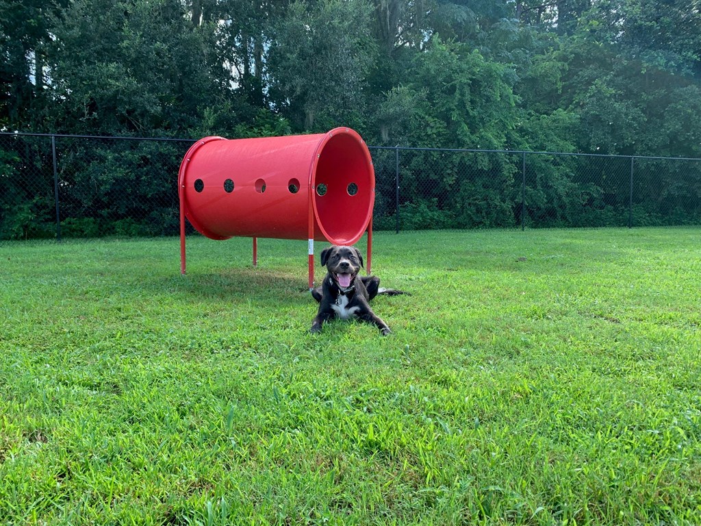 Dog park with red obstacle and dog
