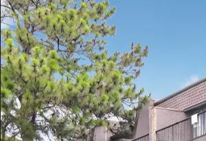Exterior at Barrington Park Apartments with a green lush courtyard.