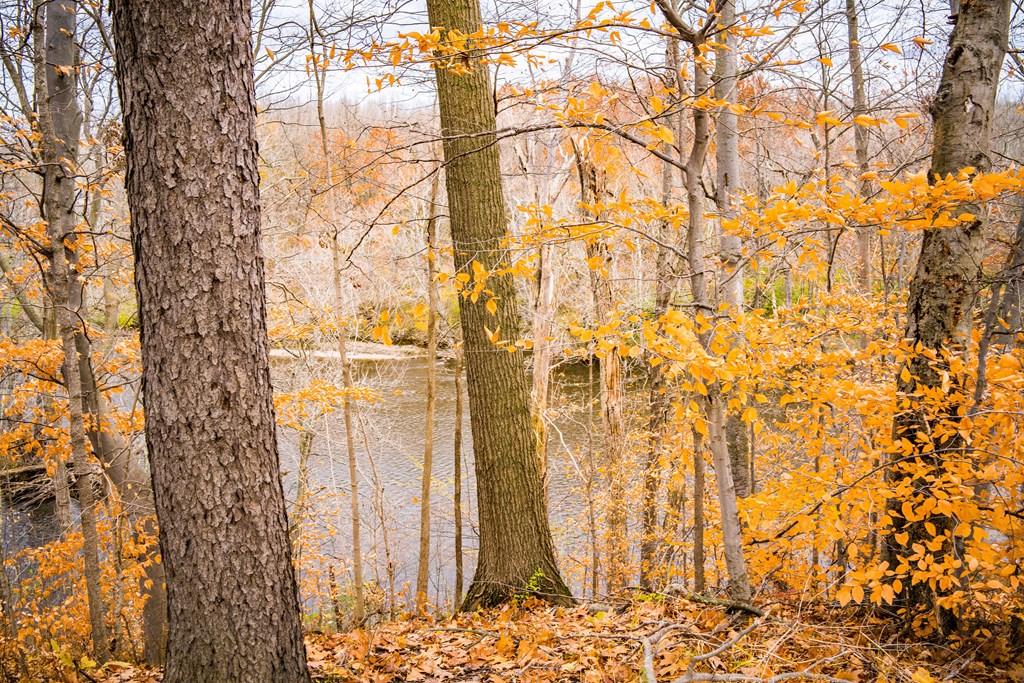 Fall Trees and Flint River View of Flint River in Fall