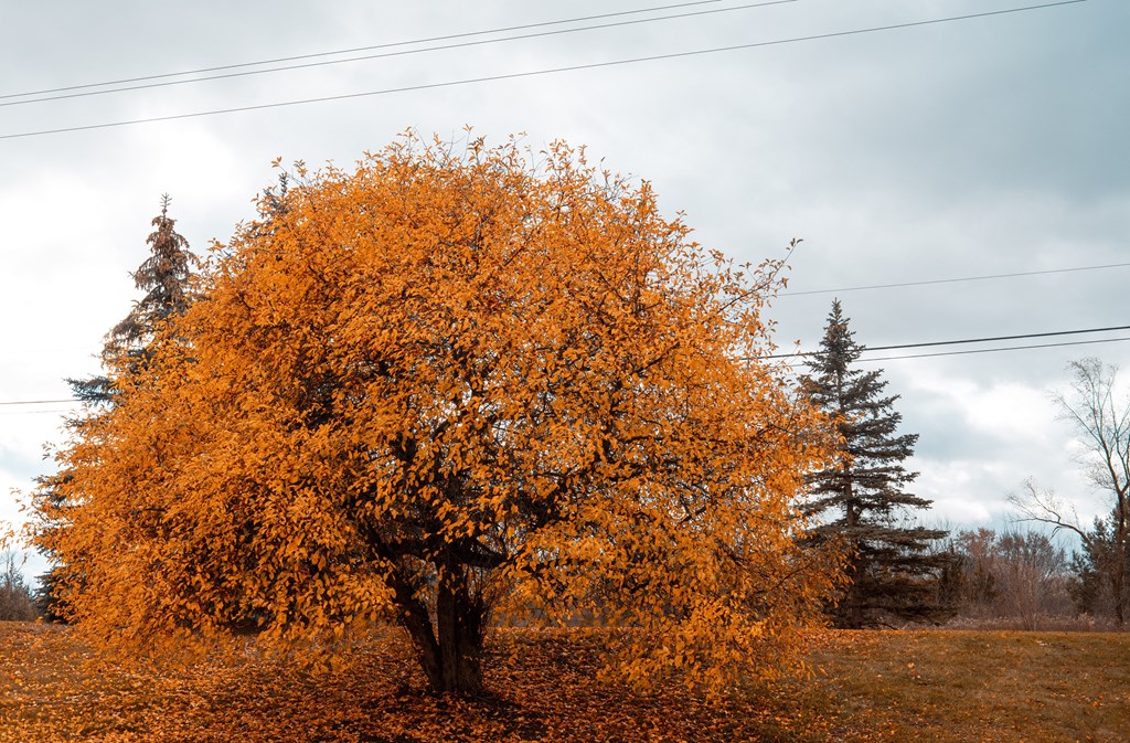 Fall Leaves on Tree