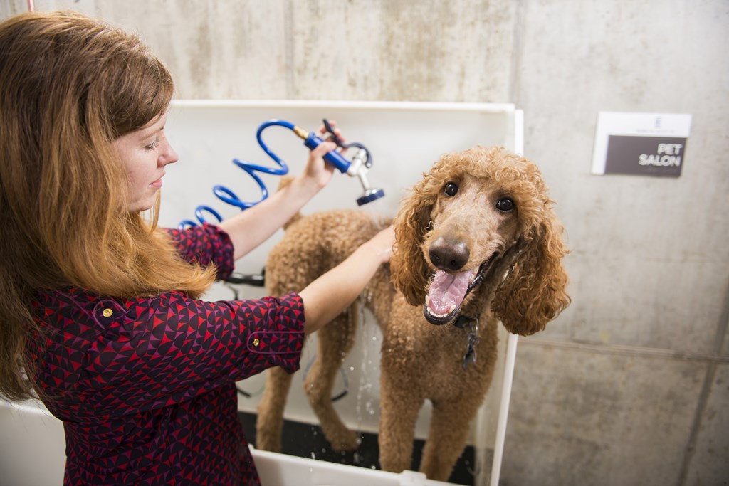 A woman is grooming a brown dog in a salon.