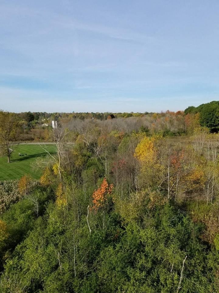 View of grass and trees by Riverwood