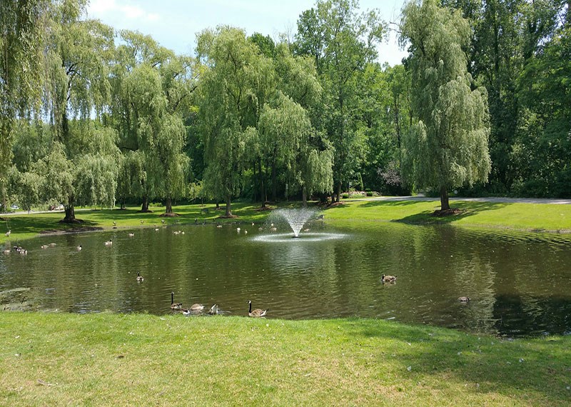 Green grass in center of photo overlooking pond with fountain in center.  Trees surrounding the pond.
