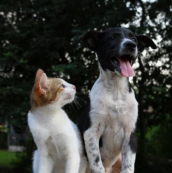 Orange and white cat sitting next to a black and white dog.