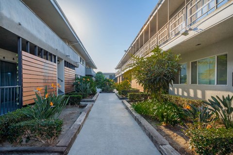 A sunny day in a residential area with a pathway and plants on either side.