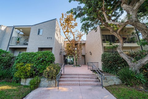 A tree in front of a building with a staircase leading to the entrance.