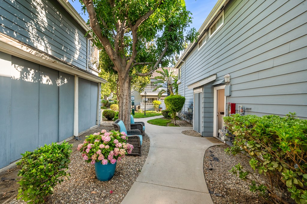 A tree with pink flowers in a blue pot is in the side of a wakway.