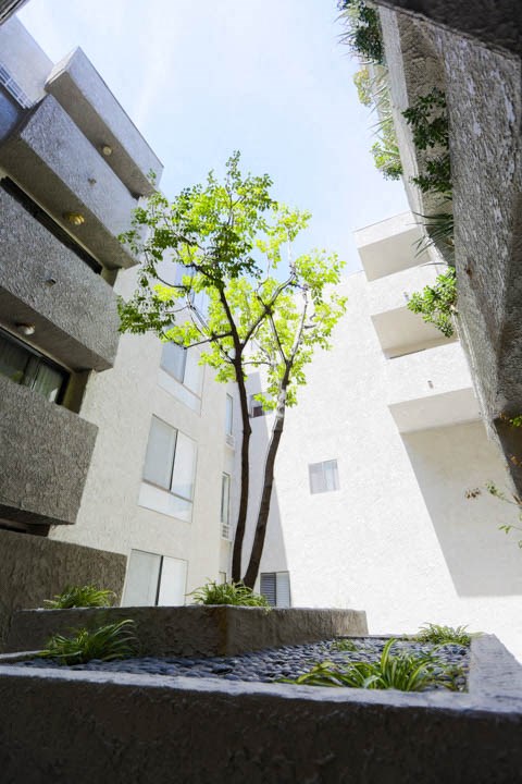 Courtyard tree