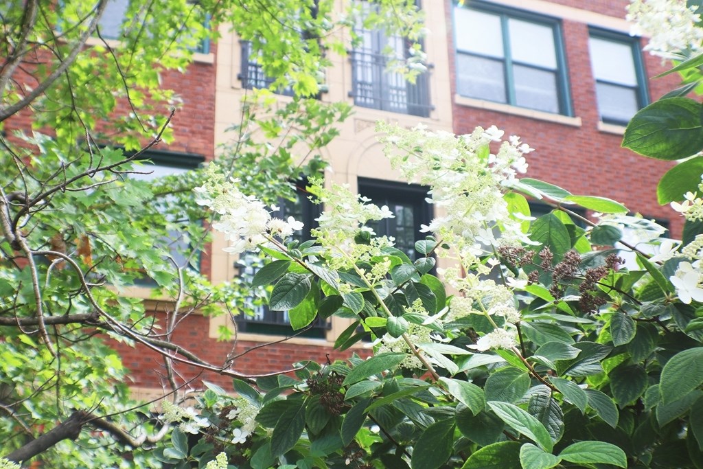 a tree with white flowers in front of a brick building