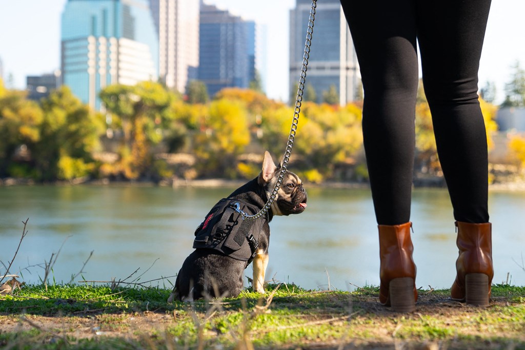a small dog is wearing a harness and sitting on a leash next to a woman