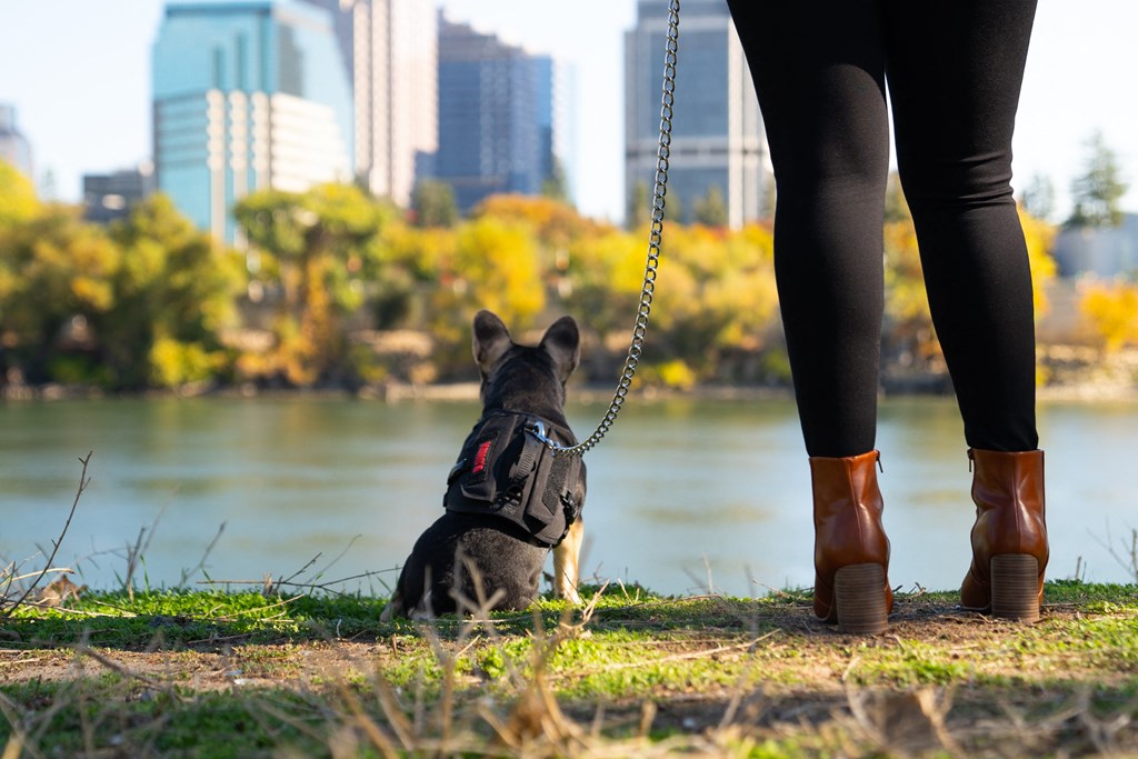a dog wearing a backpack sitting next to a woman on a leash