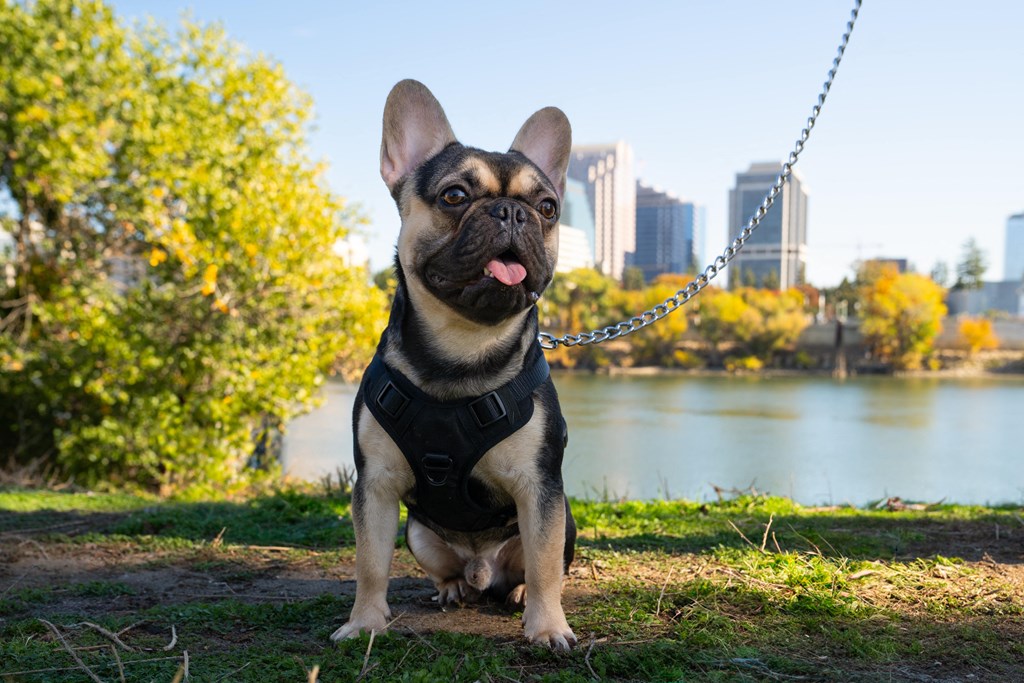 a dog is sitting on a leash in a park