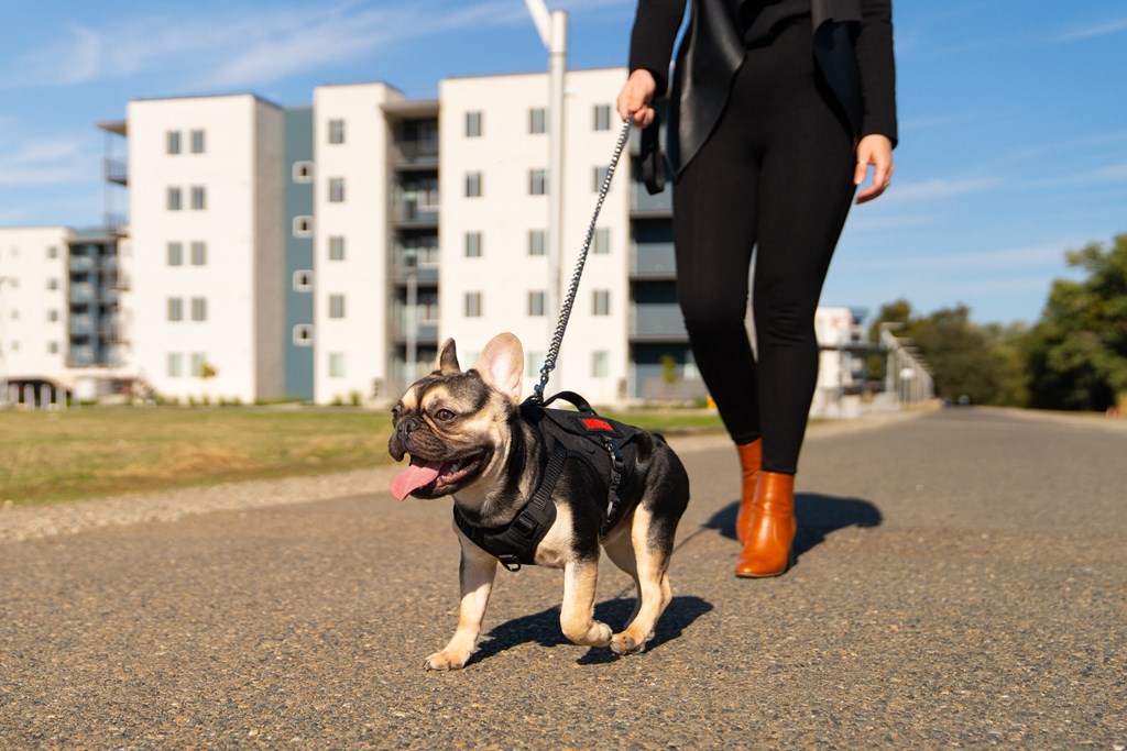 a woman walking her dog on a leash down a street