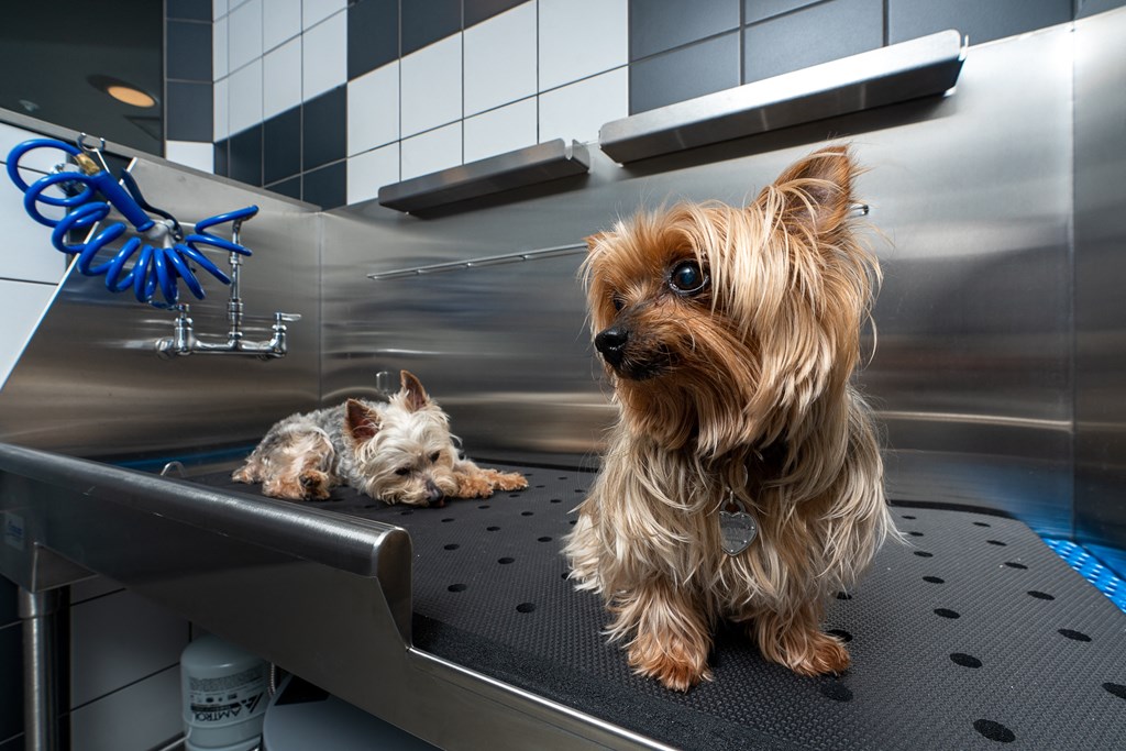 a small dog sitting on a bench in a bathtub in grooming station