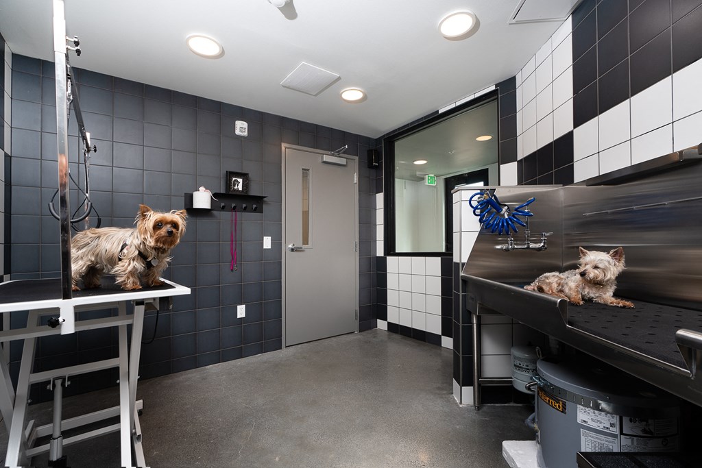 a room with a dog on a table and a cat on a shelf
