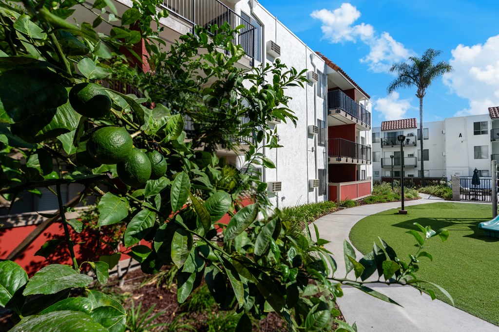 a tree in front of a building on a city street