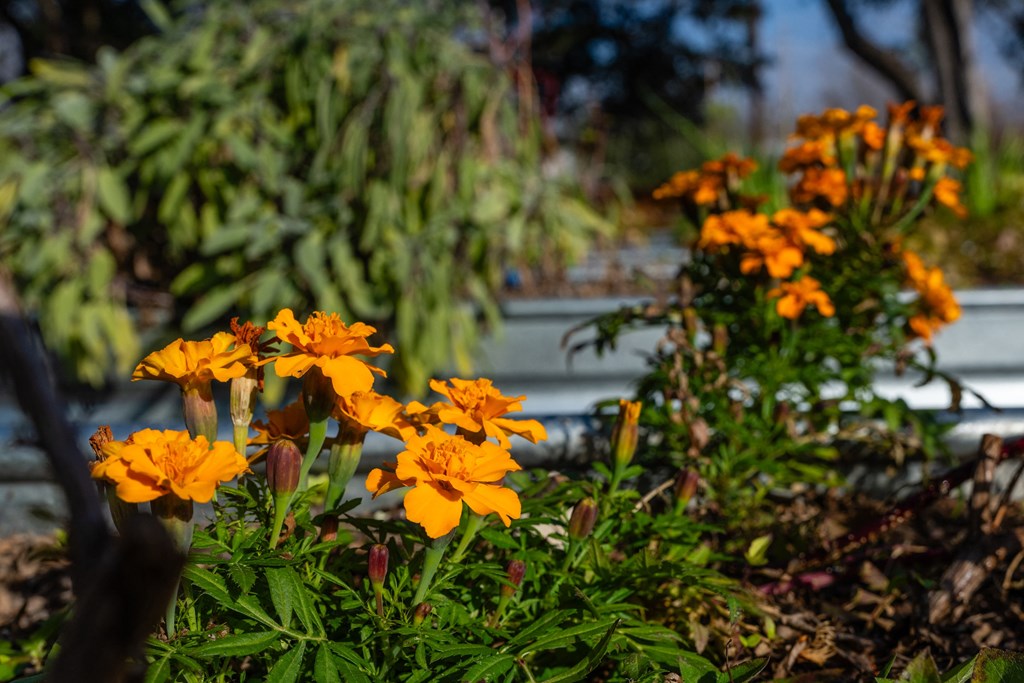 a close up of yellow flowers in a garden
