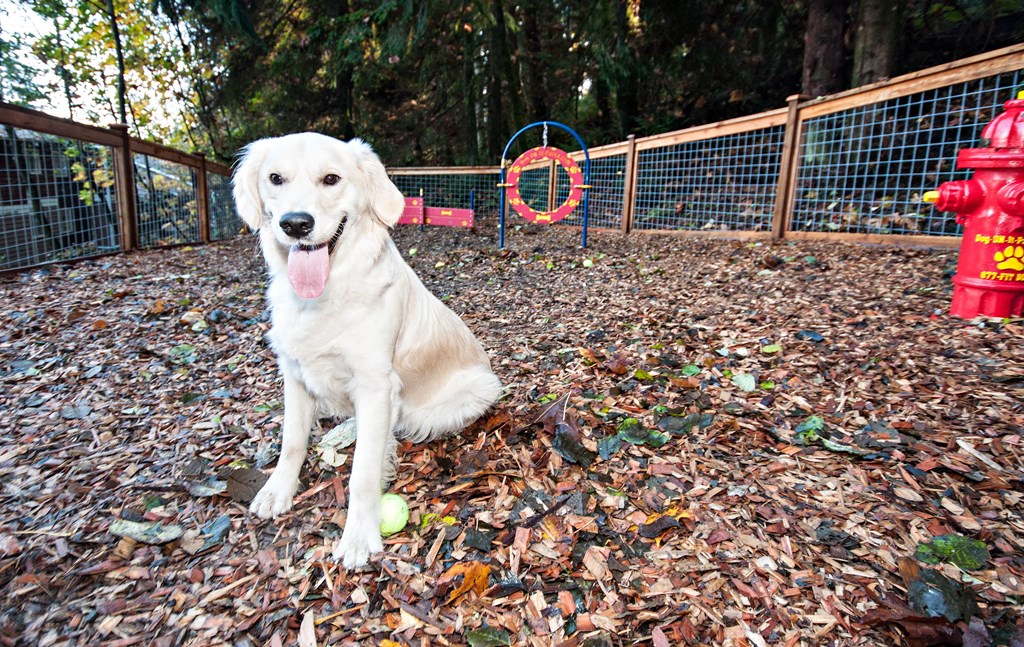 Dog park at Lakemont Orchard, Washington
