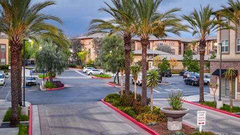 A street view of a residential area with palm trees and parked cars.