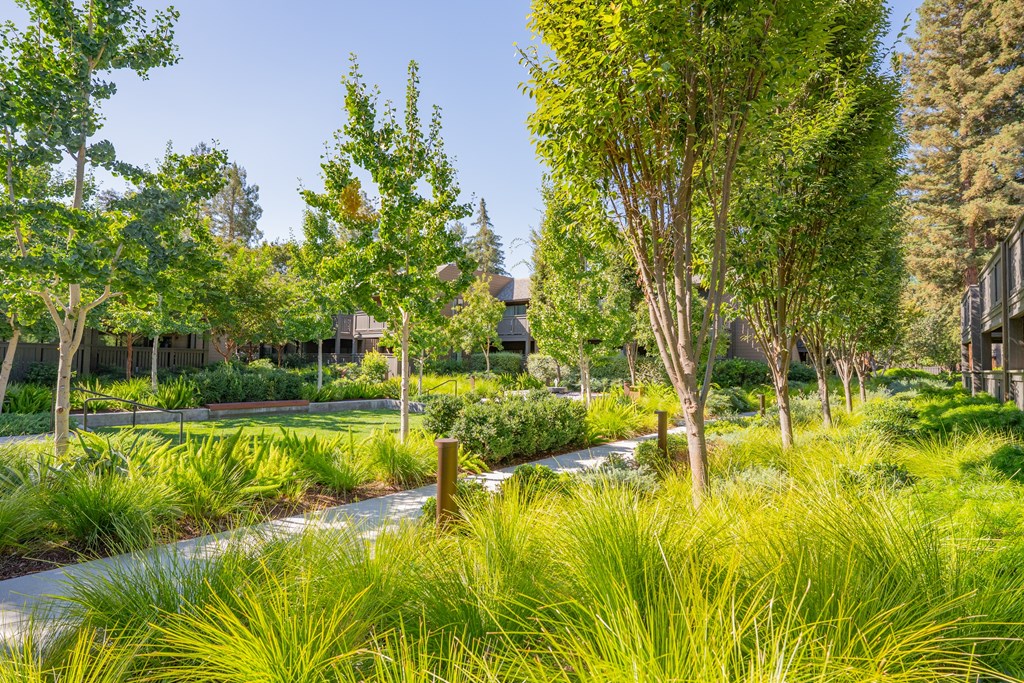 A garden with a pathway and grasses.