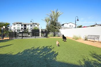 Two dogs playing at the dog park