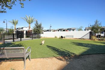 Two dogs playing at the dog park