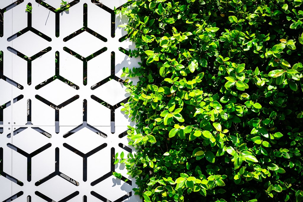 a large green tree in front of a white wall
