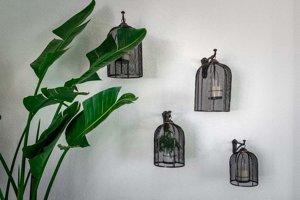 a group of bird cages hanging on a wall with a plant