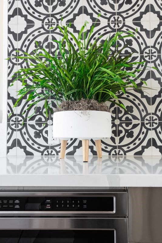 a potted plant sitting on top of a kitchen counter