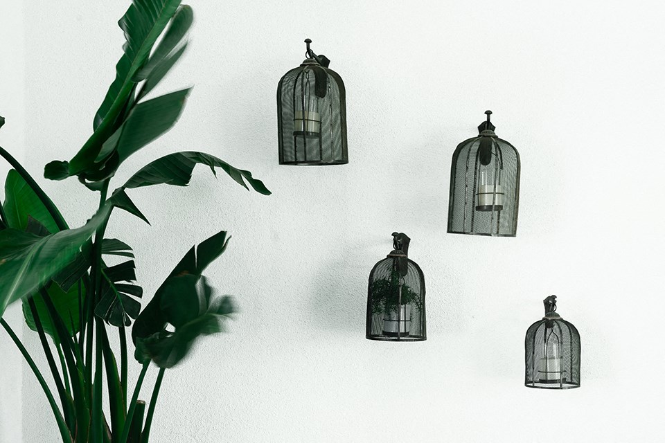 a group of birdcages on a white wall with a plant