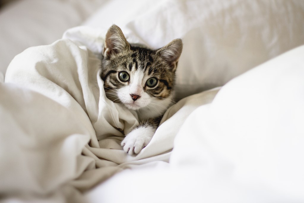 A small kitten with striped fur is peeking out from under a white blanket.