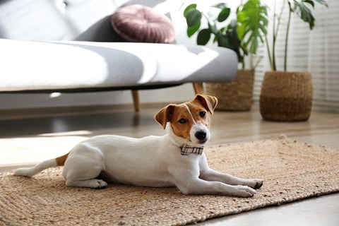 a small white and brown dog laying on a rug in a living room