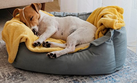 a dog sleeping on a dog bed with a yellow blanket