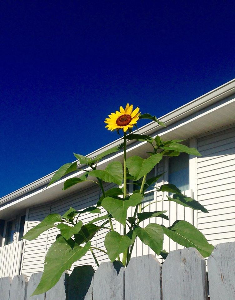 Somerford-Square-Apartments-Lancaster-Ohio
