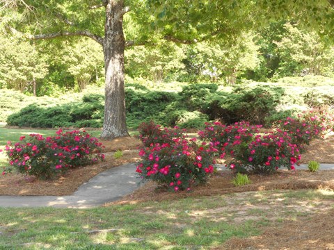 a pathway in a park with pink flowers