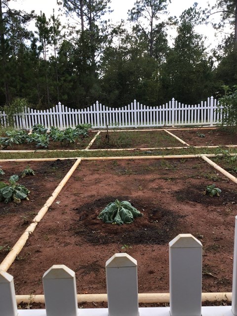 a vegetable garden with a white fence