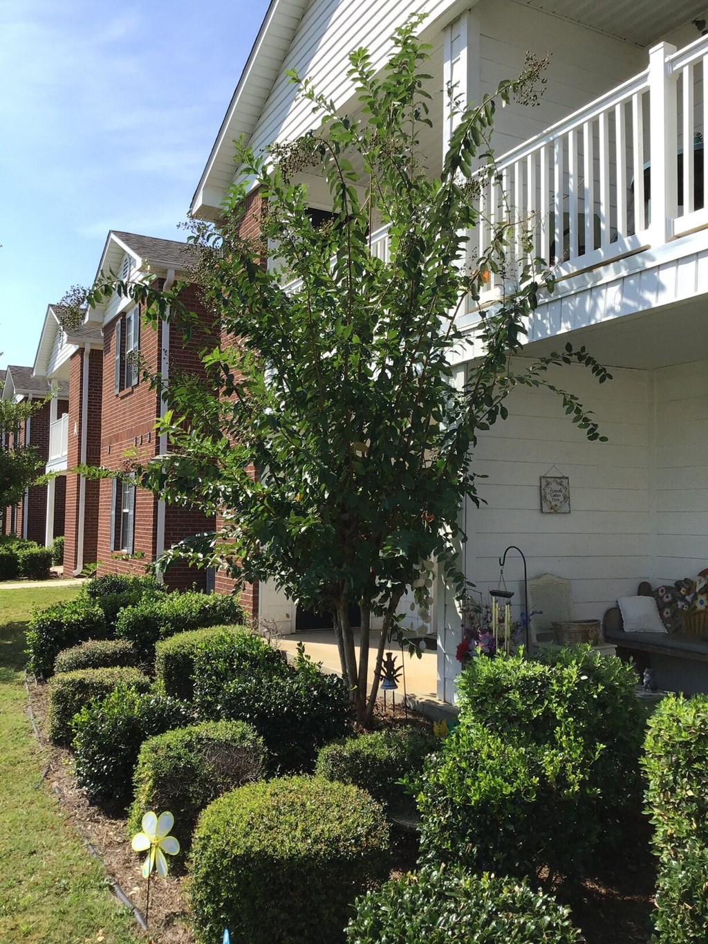 the front yard of a house with hedges and a tree