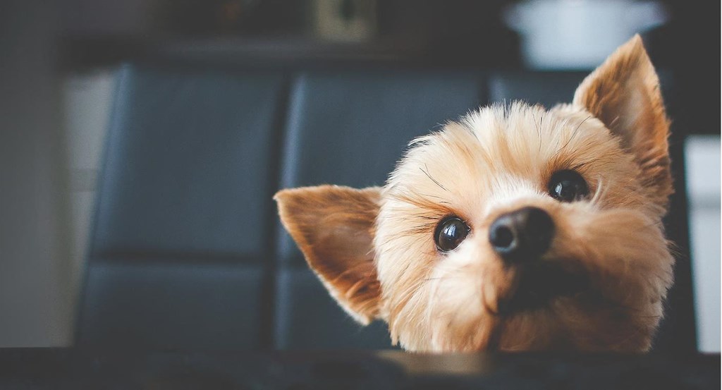 a small dog looking up at the camera at Lincoln Village Apartments, Spokane, WA 99208