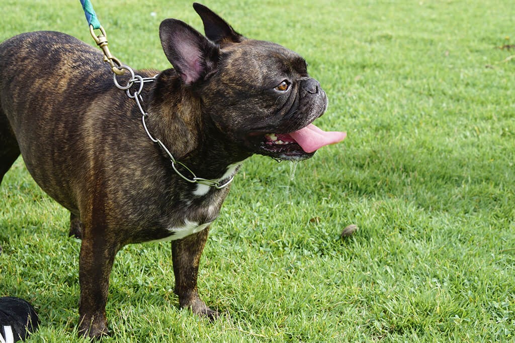 Dog Park at Rylee Ann Apartments, East Wenatchee
