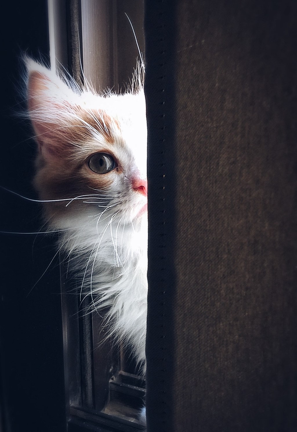 a white cat looking out of a window
