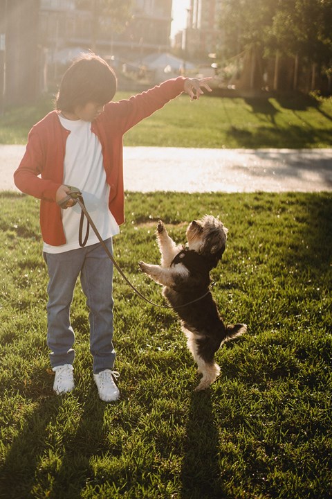 a young boy playing with a dog on a leash