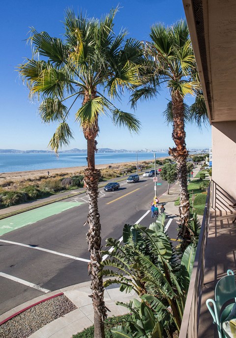 Palm trees on a street with a view of the ocean.