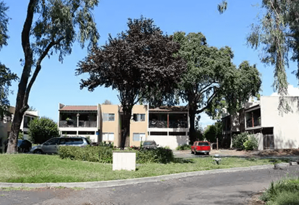 A tree with purple leaves is in front of a building.
