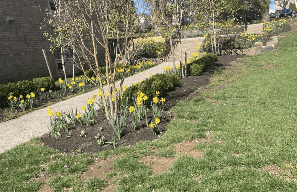 a garden with yellow flowers on a sunny day