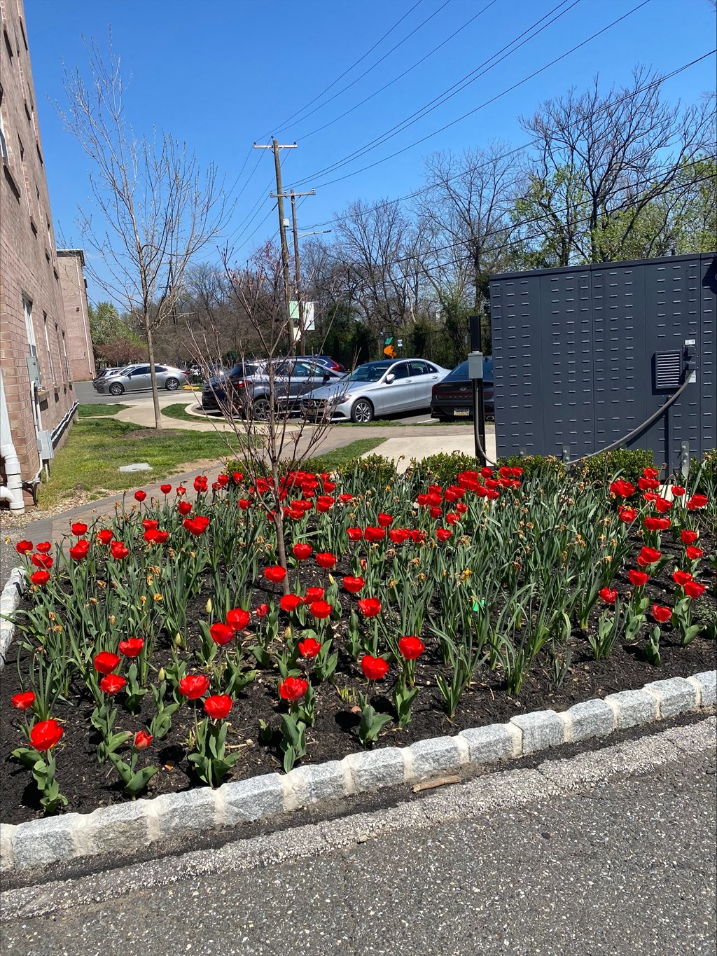 a bed of red tulips on the side of the road