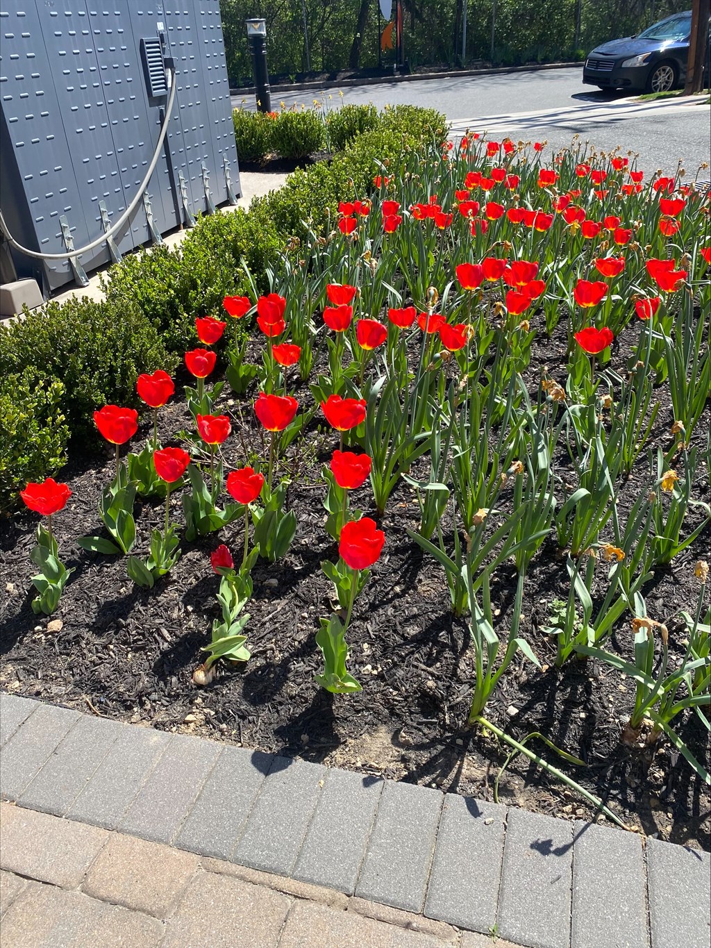 a bed of red tulips