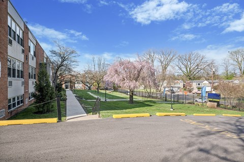 A parking lot with a building on the left and a tree with pink flowers on the right.