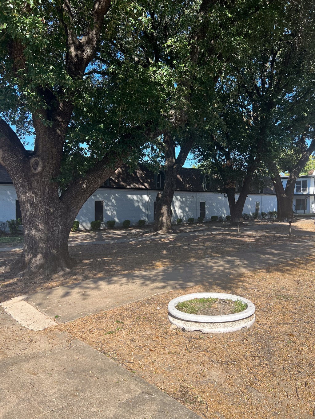 a planter with a tree in front of a white building