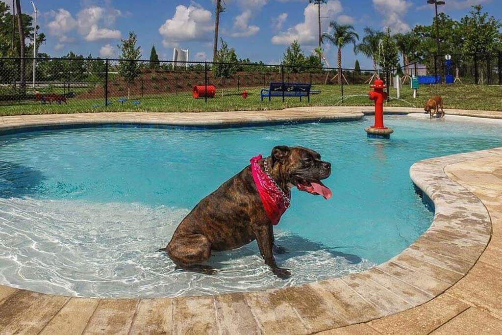 a dog sitting in a pool with a red fire hydrant in the background  at Palm Bay Club, Jacksonville, 32258