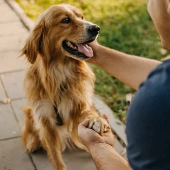 Person Petting a Dog at Pinnacle Apartments, Jacksonville, FL
